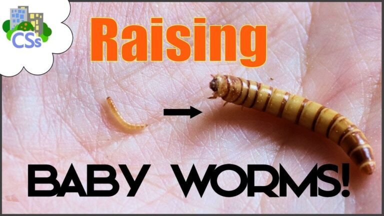 How to Separate Mealworm Babies and Eggs